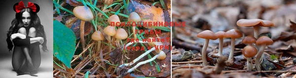 гидропоника Алексеевка